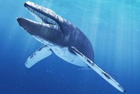ولا يوجد له أعداء في الطبيعة إلا بعض التسجيلات لهجمات من الحوت القاتل، ومن جانبٍ آخر فإنه يتعرض للعديد من ‏المهددات مثل اصطدامه بالسفن الكبيرة في المحيطات