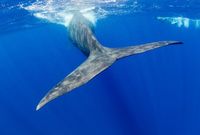كما يعتبر هذا النوع من الحيتان غير مفترس ولا يشكل خطورة على البشر ولا يهاجم البشر، ولكن يفضل عدم ‏الاقتراب منه والابتعاد عن جسمه مسافة كبيرة