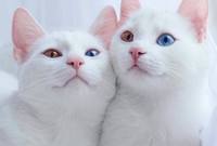  صور لأجمل قطتين توأم في العالم