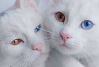  صور لأجمل قطتين توأم في العالم