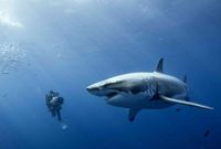 8- أسماك القرش 
تعيش في جميع محيطات العالم .. وتقتل سنويًا 200-300 إنسان
