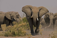9- الفيلة 
تعيش في افريقيا وآسيا .. وتقتل سنويًا ما بين 100 - 110 إنسان
